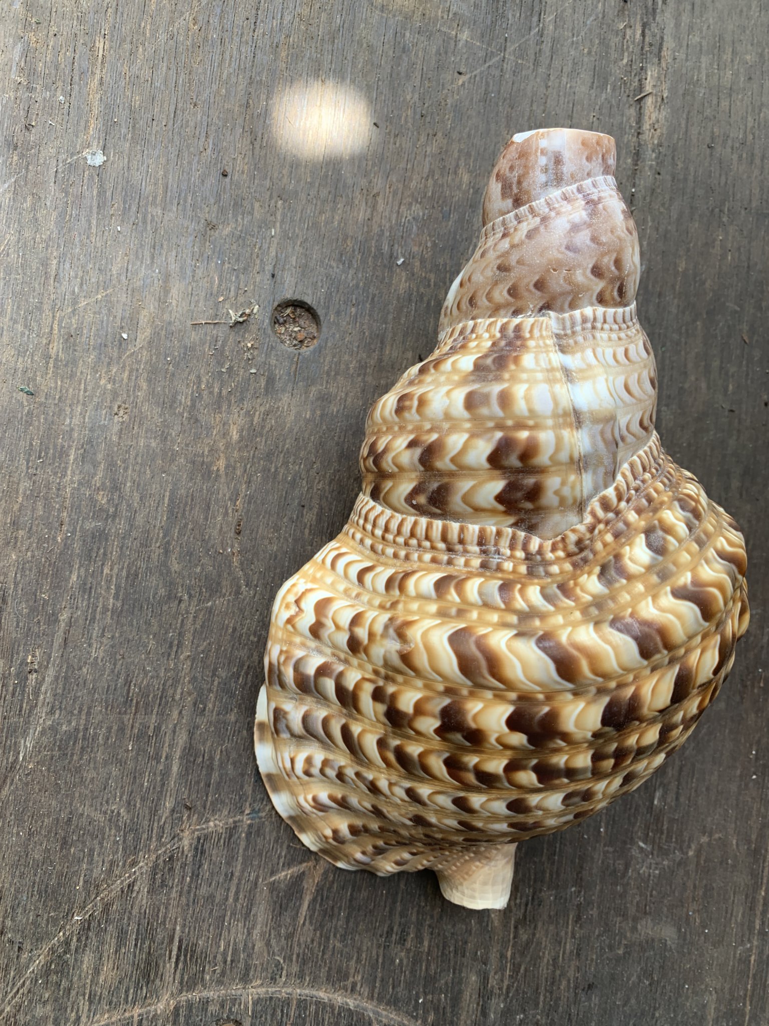 Buy Conch Horn(Used), USVI Harbor Shoppers